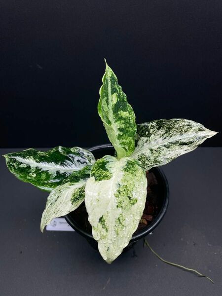 Aglaonema picutum ”Variegated”-TGK-RIIX from Aceh Sumatra 斑入り 増殖株