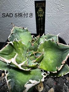  agave SAD. stock 5 stock potted plant shipping inspection south Africa diamond o terrorism i