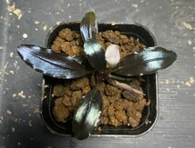 Bucephalandra sp. Purple 2020 カミハタ _画像2
