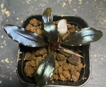 Bucephalandra sp. Purple 2020 カミハタ _画像1