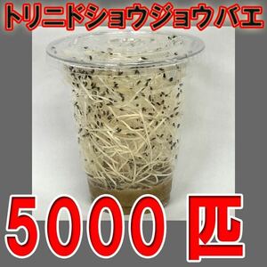 トリニドショウジョウバエ　5000匹　生き餌