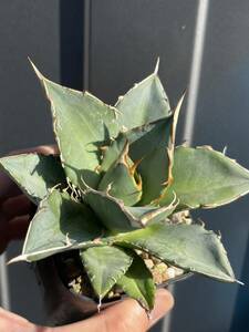  Agave oteroi オテロイ　オアハカ　チタノタ　発根済み　No 1