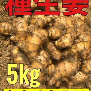 種生姜5kg