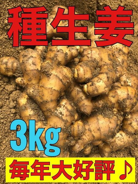 種生姜3kg