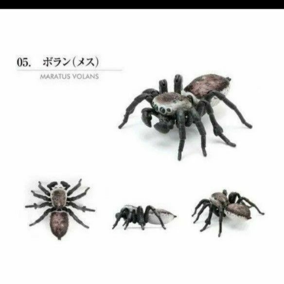 いきもの大図鑑 ピーコックスパイダー ボラン(メス) 大きい フィギュア 袋未開封の新品 ガシャポン ガチャ カプセルトイ