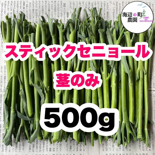 高知県産　茎ブロッコリー　スティックセニョール　茎のみ　野菜　農家直送！ M