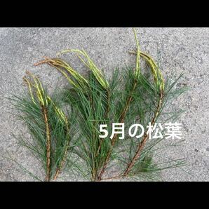 無農薬　天然赤松の葉　350g 血管を強くきれいにして、現代病予防に！