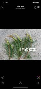 無農薬　天然赤松の葉　350g 血管を強くきれいにして、現代病予防に！