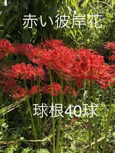 赤い彼岸花　球根　40球　