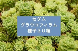 セダム　グラウコフィラム　種子３０粒