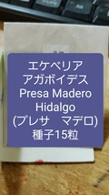 エケベリア　アガボイデス, Presa Madero プレサ マデロ　種子15粒_画像1