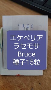 エケベリア　ラセモサ, Bruce 種子15粒