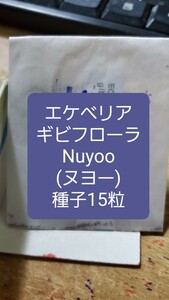 エケベリア　ギビフローラ, Nuyoo ヌヨー　種子15粒