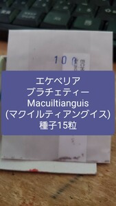 エケベリア　ブラチェティー, Macuiltianguis 種子15粒