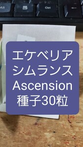 エケベリア　シムランス, Ascension 種子30粒