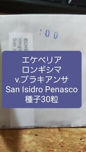 エケベリア　ロンギシマ v.ブラキアンサ, San Isidro Penasco 種子30粒