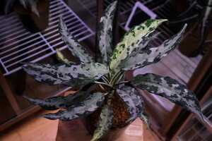  UGG laonemapiktamKashyyyk Cat's si-kLA flight increase . stock Aglaonema pictum