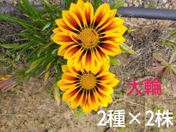 ガザニア　大輪　抜き苗2種各2株