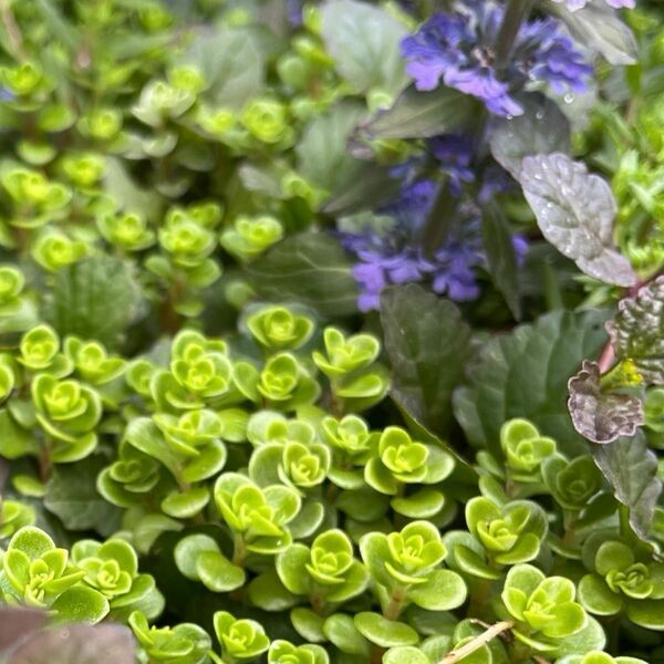 多肉植物　丸葉万年草　400本（根付き苗　カット苗）観葉植物　セダム　グランドカバー