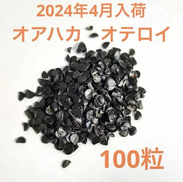 アガベ　オテロイ　オアハカ産　種子100粒