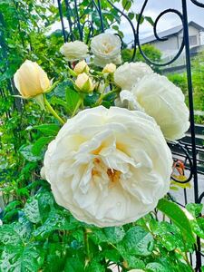 アルテ挿木苗、白いバラ、四季咲き、初心者向け、切花向き！ホワイトガーデン、土付き抜き苗、送料無料、匿名発送、バラ苗