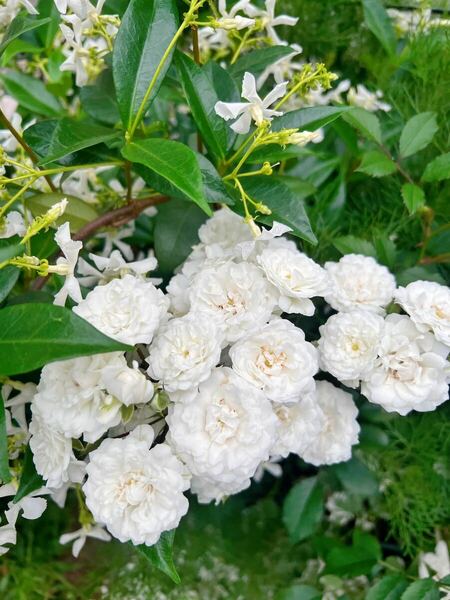 修景用バラ挿木苗、ホワイト、半つるバラ、四季咲き、アルバメイディランド、蕾付き、送料無料、匿名発送