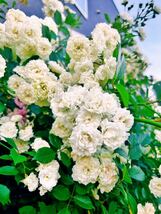 修景用バラ挿木苗、ホワイト、半つるバラ、四季咲き、アルバメイディランド、蕾付き、匿名発送、送料無料_画像4