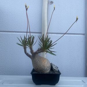 コレクション株 Pachypodium gracilius パキポディウム グラキリス 現地株 4年管理 検)マカイエンセ ウィンゾリー コーデックス 