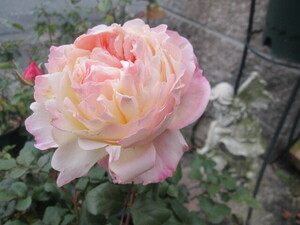 *DA rose * ключ la* ангел. мельчайший смех (^^!DA rose * срезанный цветок товар вид 