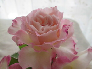 *se rough .m angel. rose heaven on .. like wonderful color tone (^^! Seraphim