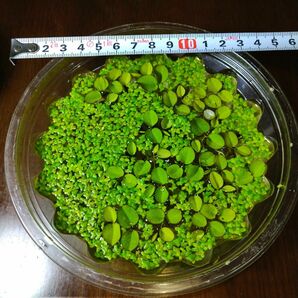 無農薬 オオサンショウモ (小サイズ10株程度)と アオウキクサ 浮草 セット 水草 メダカ 熱帯魚 金魚 針子 ビオトープ