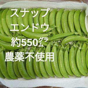 スナップエンドウ 約550㌘ 農薬不使用