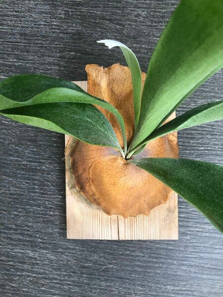 ビカクシダ コウモリラン パナマ Platycerium hillii Panama ヒリー 観葉植物 シダ植物 板付 着生植物