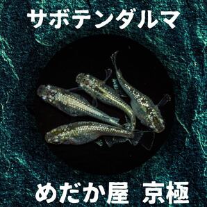 サボテンダルマメダカ 有精卵15個＋の画像1