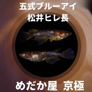 【メダカ屋 京極】 五式ブルーアイ鰭長メダカ 有精卵15個＋