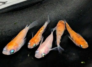 (メダカハウス 千) 三色ラメダルマ　5匹(雄2匹、雌3匹)、18-4