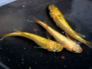 (メダカハウス 千) サンシャイン(若魚)、3匹(雄1匹、雌2匹)　28-1