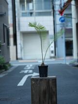 Cycas sp.Silver サイカス タイシルバー 検索：ザミア ソテツ ホリダス カイルンシアナ シアメンシス 姫鬼蘇鉄 エンセファラルトス_画像2