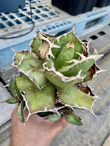 Agave titanota アガベ チタノタ ノーネーム オテロイ 検索: コーデックス 塊根 マンガベ パキポディウム 