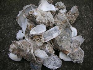  oyster . oyster gala5.5kg~6kg postage included,
