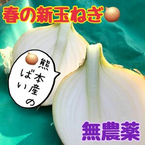 9. 熊本県産新玉ねぎ 訳あり10キロ 無農薬 産地直送