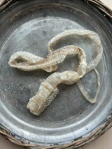 金運UP　九州白蛇さま　蛇の抜け殻　白ヘビ　シロ蛇　⑦