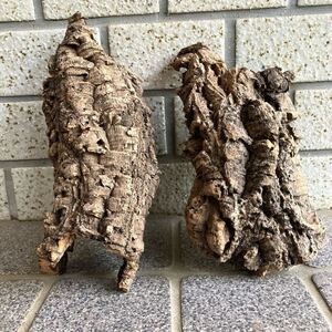  Japan sea. driftwood cork 2 piece {8}21×9.5.//20×11.* search *e. plant * staghorn fern * put on raw plant * moss lium* breeding for material * free shipping outside fixed form shipping 