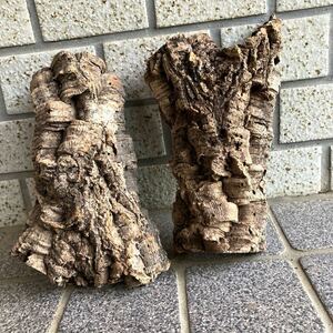  Japan sea. driftwood cork 2 piece {10}22.×9//21.×9* search *e. plant * staghorn fern * put on raw plant * terrarium breeding for material * free shipping, outside fixed form shipping 