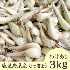 鹿児島県産　訳あり品　（サイズ小さめ）　らっきょう　約3kg 常温配送　