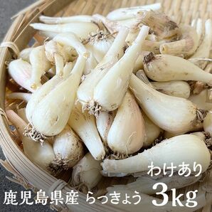 鹿児島県産　らっきょう　訳あり品小サイズ　約3kg 常温配送　3-12