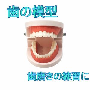 歯の模型 歯磨きの練習 知育 知育玩具