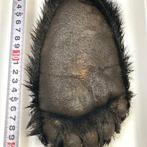 【ジビエ】ツキノワグマ 熊の足 １個 ６６７ｇ 鮮度最高 食品用の画像1