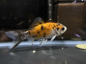 【アクアヒーリング　プレアデス】　金魚　杭全鮒金　変わり和金　キャリコ　虎柄系　19