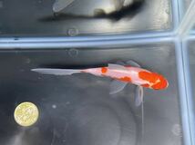 【アクアヒーリング　プレアデス】　金魚　東川養魚場産　コメット　訳あり_画像3